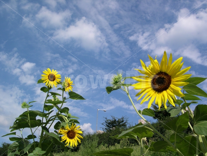해바라기,식물,꽃,하늘,자연,nature,여름,계절,summer,season,식물,자연,plants,nature,꽃,flower,plant,blossom