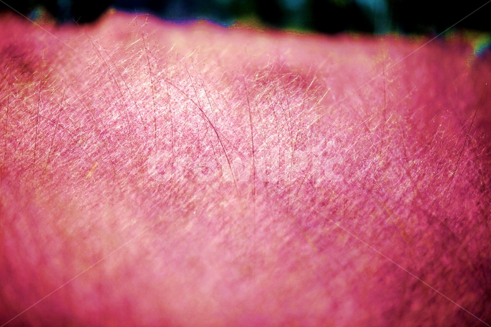 핑크뮬리,공원,자연,갈대,아웃포커싱,가을,계절,fall,autumn,season,식물,자연,plants,nature,skin,피부