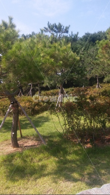 plant,식물,tree,나무,소나무
