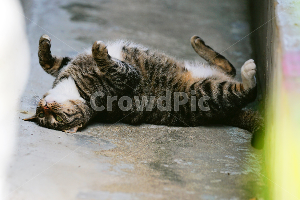 고양이,길고양이,길냥이,야옹이,냐옹이,애완묘,반려묘,애완동물,펫,캣,도둑고양이,야생동물,pet,cat,alleycat,wild,wildlife,mammal,animal,동물,animal,포유류,mammal,고양이,cat,kitten,kitty