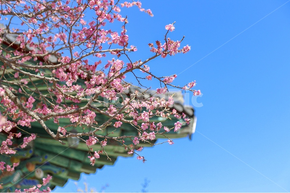 홍매화,매화,꽃,자연,봄꽃,식물,계절,plants,nature,spring,season,flower,나무,tree,봄,봄,계절,spring,season,한국전통,한국문화,korean traditional,korean culture,식물,자연,plants,nature,꽃,flower,plant