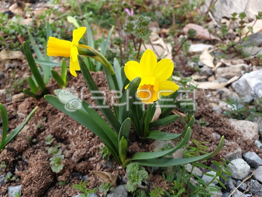 수선화,꽃,난과꽃,봄꽃,노랑색