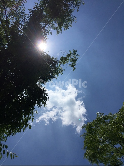 하늘,나무,구름,햇빛,선샤인,sun,자연,nature,자연,풍경,nature,landscape,flare,플레어,light,빛