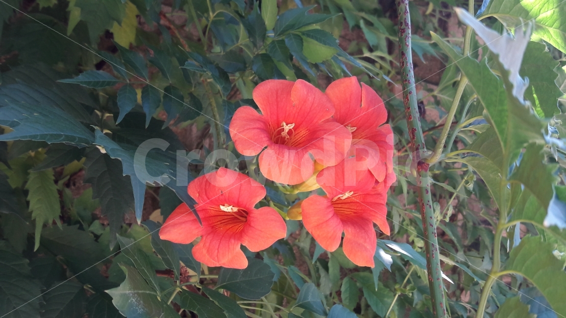 꽃,분홍,노랑,초록,자연,식물,자연,plants,nature,꽃,flower
