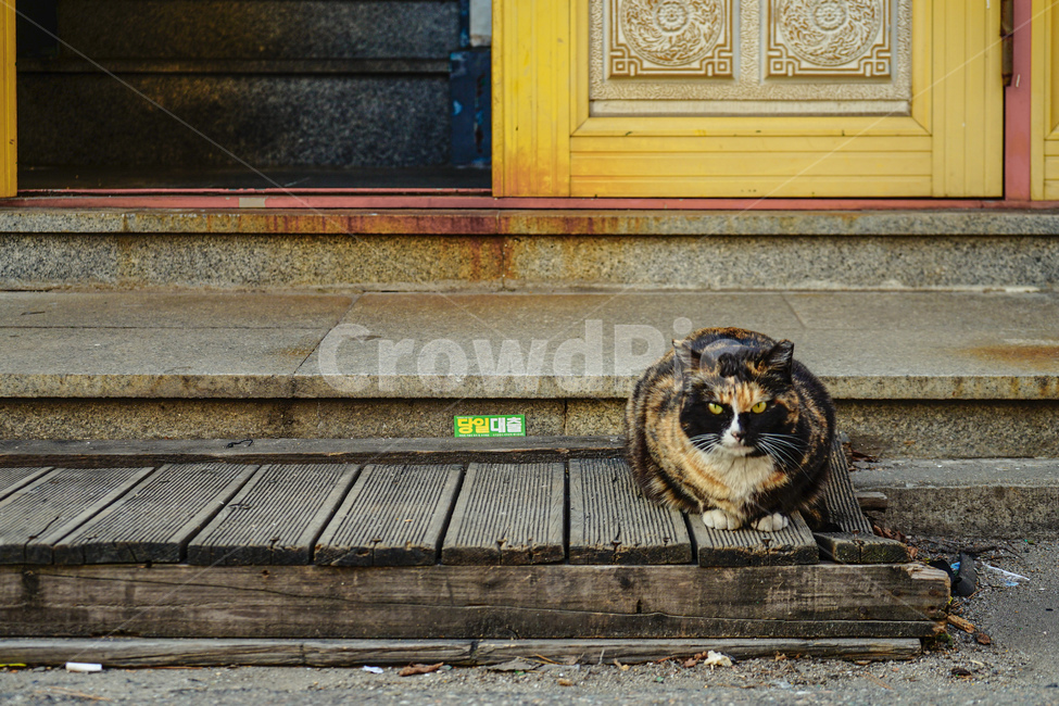 고양이,길냥이,cat,동물,길고양이