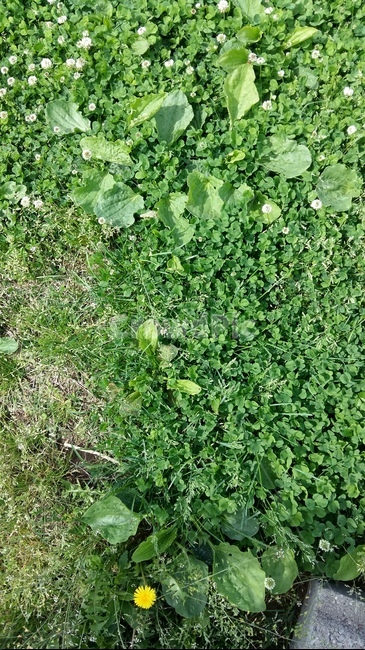 식물,하얀,노란,노랑,꽃,식물,자연,plants,nature