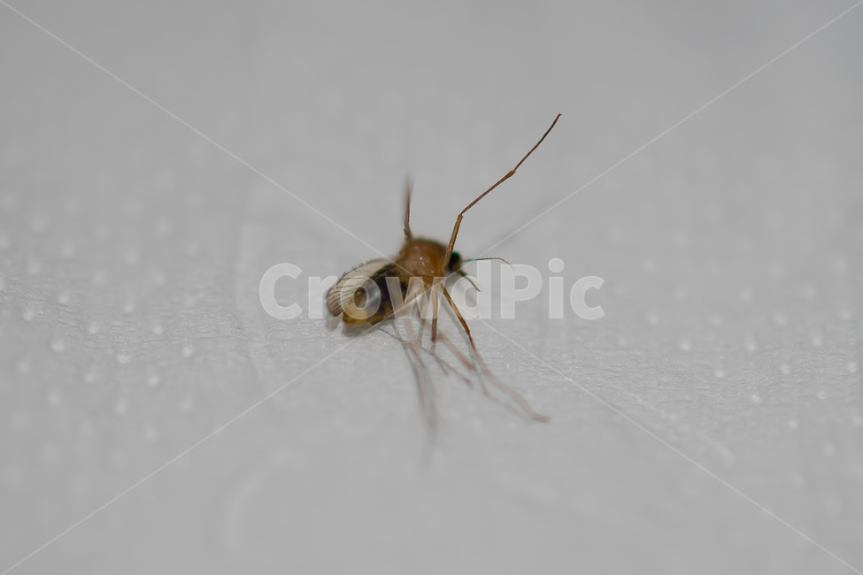모기,피,mosquito,blood,여름,곤충,벌레,insect,bug