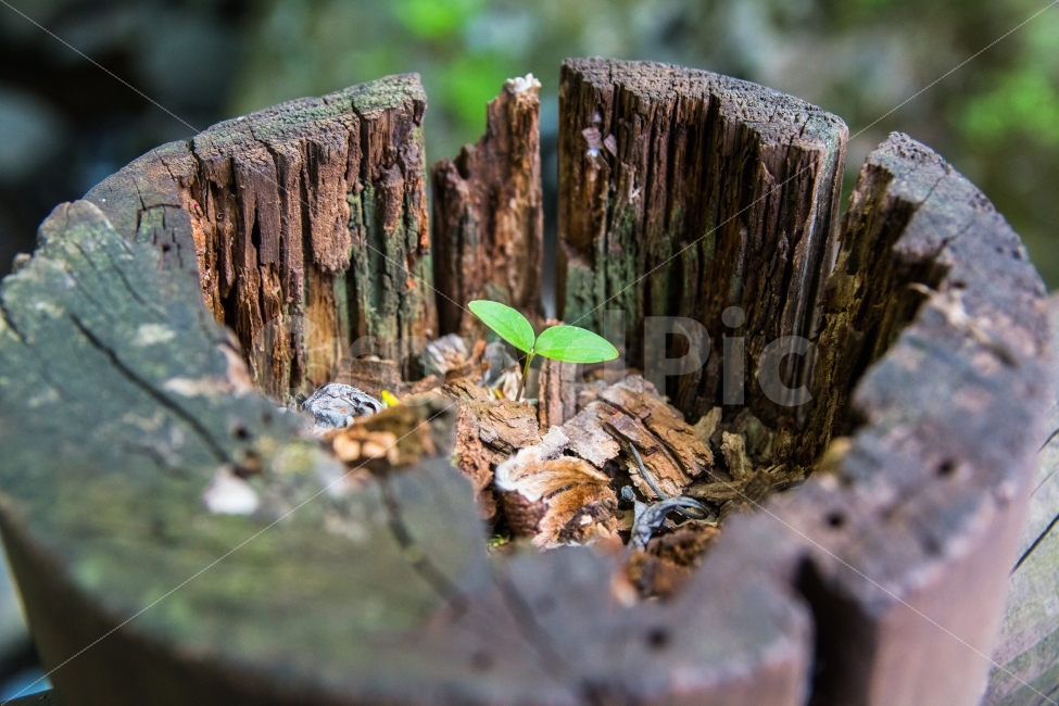 풍경,새싹,생명력,봄,봄느낌,식물,자연,plants,nature