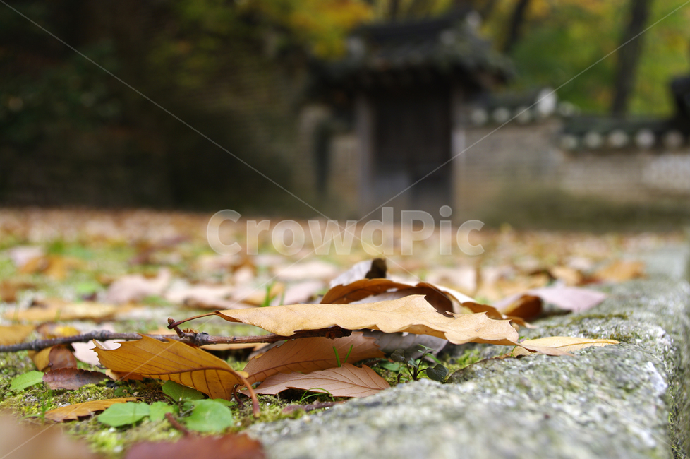 가을,fall,나무,식물,plant,단풍,잎,낙엽,가을,계절,fall,autumn,season,ground,바닥,leaf