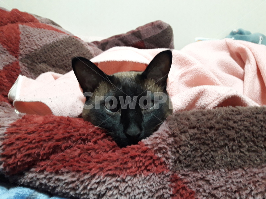 고양이,샴,반려묘,cat,샴고양이,반려동물,개냥이,동물,냥이,냐옹이,동물,animal,포유류,mammal,고양이,cat,kitten,kitty