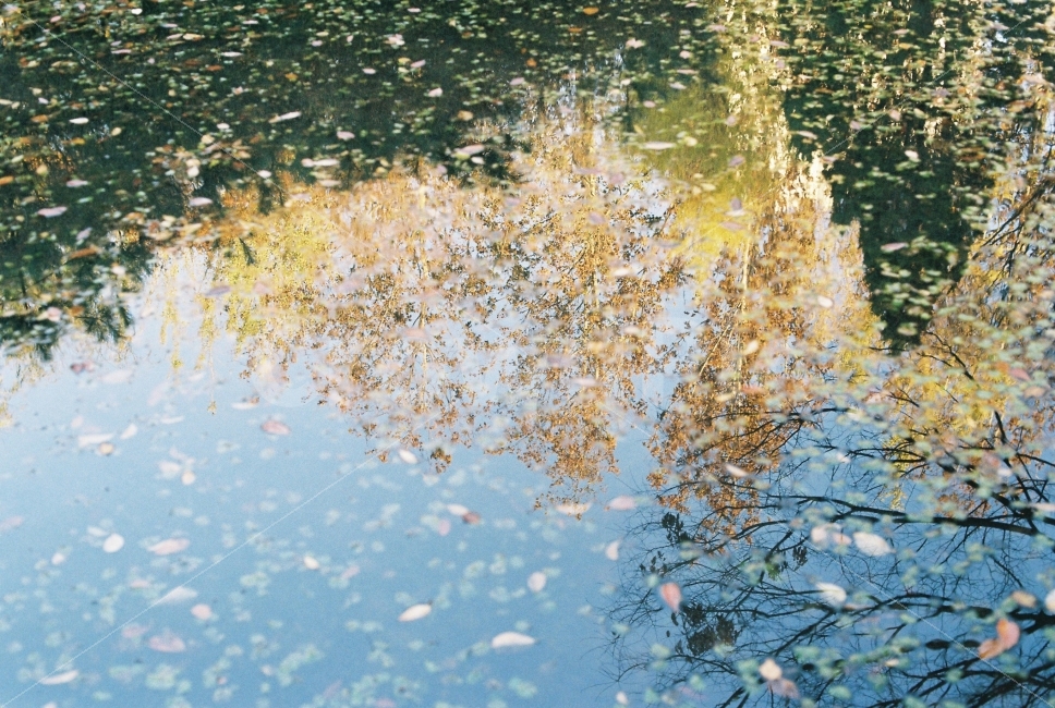 가을,단품,물에비친,감성,아날로그,필름,필름카메라,Fm2,Nikon,무보정,자연,풍경,nature,landscape,가을,계절,fall,autumn,season,감성,sensible,feeling,water,물,outdoors,옥외