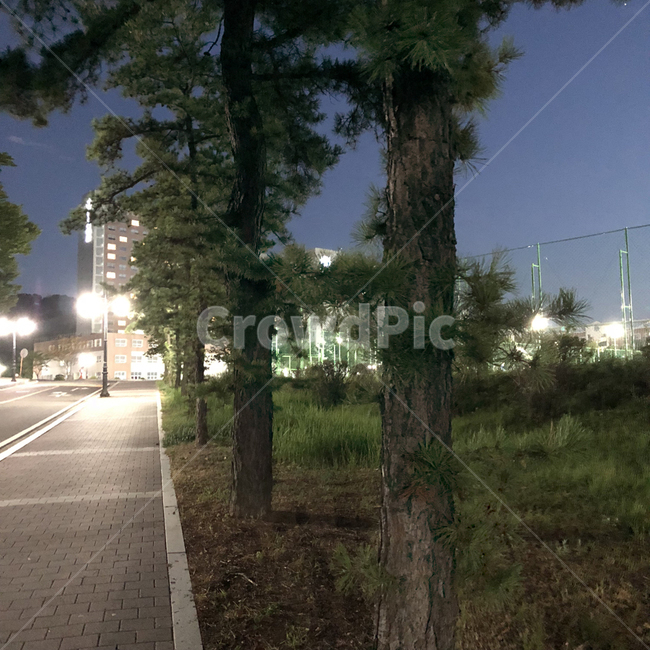 나무,산책,일상,거리,밤,전등,야경,밤,풍경,nightscape,night,landscape,식물,자연,plants,nature,나무,trees,wood,road,도로,plant,tree,asphalt,아스팔트