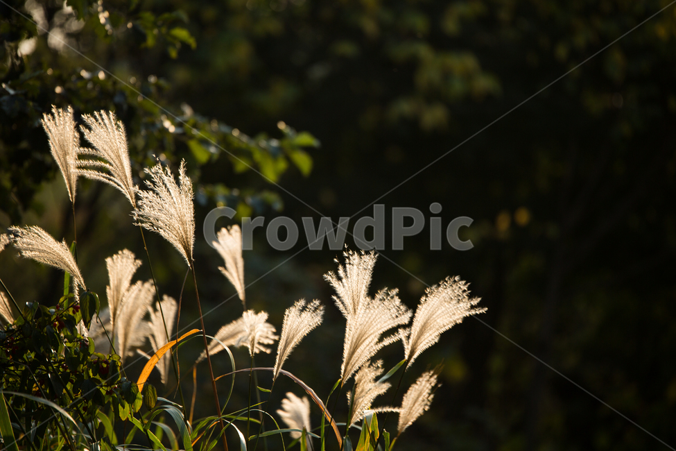 억새,자연,식물,하늘,plant,식물,자연,plants,nature