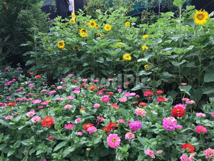 flower,plant,식물,blossom,꽃,해바라기,식물,자연,plants,nature,꽃,flower