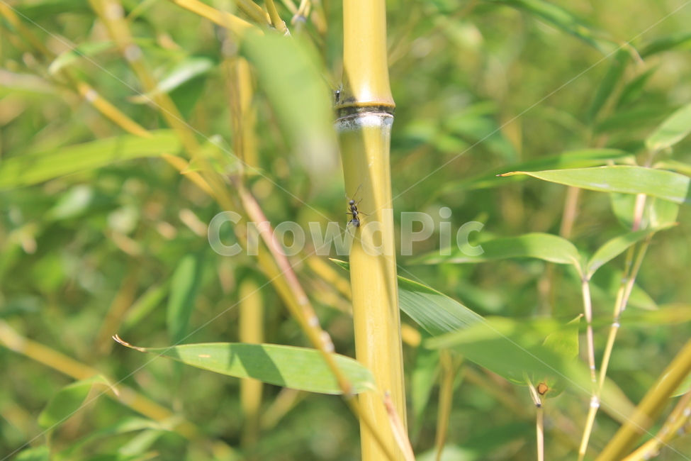 대나무,bamboo,식물,잎,leaf,녹색,green,식물,자연,plants,nature,나무,trees,wood