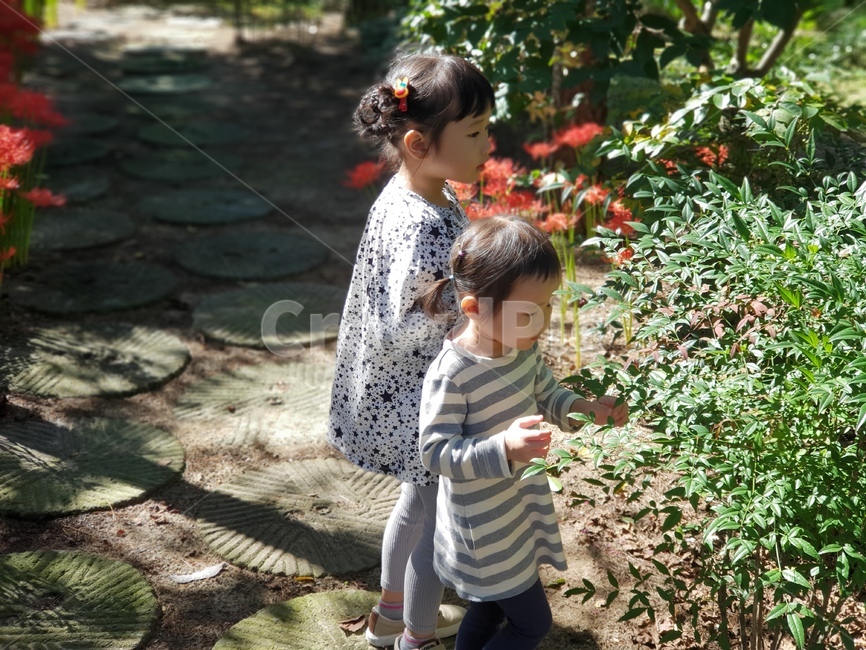자매,나무,꽃,여자아이,소녀,어린이,나뭇잎,사람,인물,인간,human,person,어린이,어린아이,child,children,kid