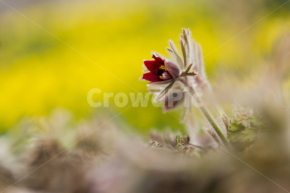 봄,꽃,할미꽃,자연,붉은색,봄,계절,spring,season,식물,자연,plants,nature,꽃,flower,plant
