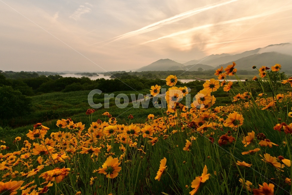 전남,곡성,침실습지,섬진강,섬진강일출,여명,해돋이,물안개,금계국,섬진강금계국,nature,자연,outdoors,옥외,grassland,목초지,들,field