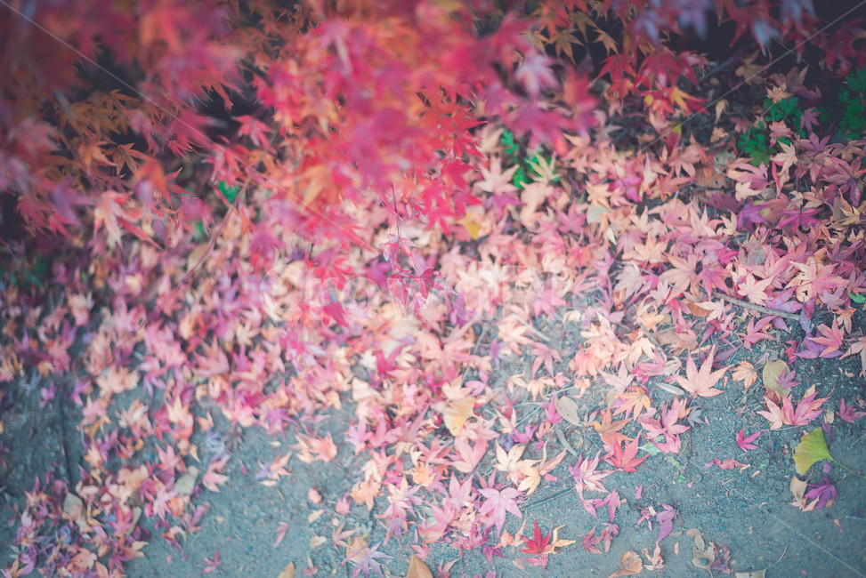 잎,식물,나무,단풍나무,붉은잎,가을,계절,fall,autumn,season,식물,자연,plants,nature