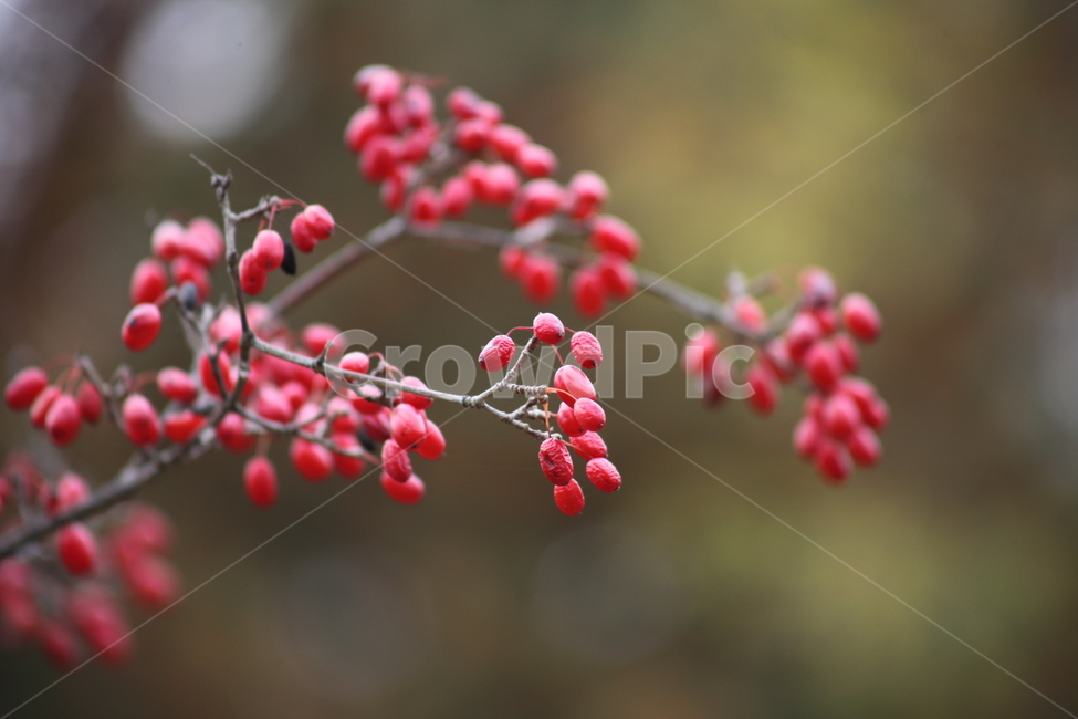 산수유,열매,빨강,가을,japanesecorneliancherry,식물,자연,plants,nature,과일,열매,fruit
