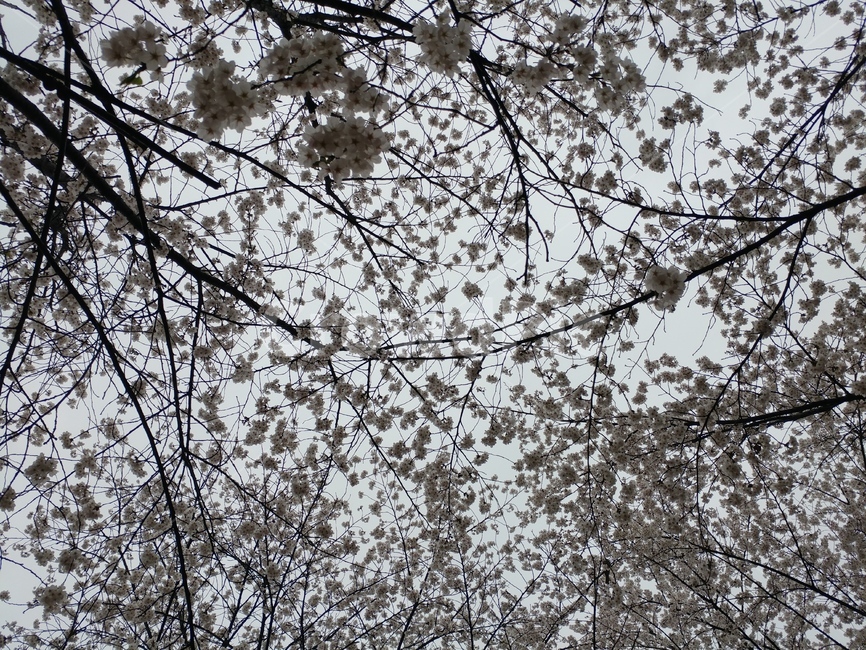벚꽃놀이,나무,하늘,꽃놀이,자연
