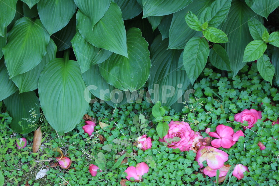 동백,꽃잎,꽃,잔디,네잎클로버,세잎클로버,분홍,식물,자연,plants,nature,꽃,flower