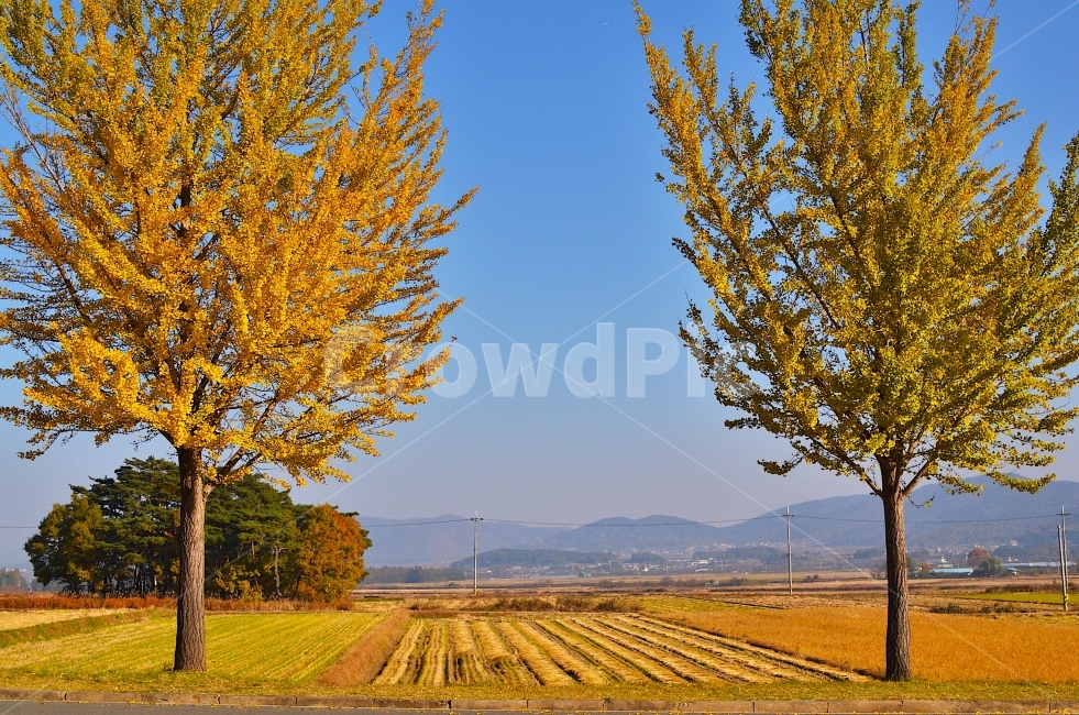 가을,은행나무,배경화면,감성사진,나무,가을,계절,fall,autumn,season,자연,풍경,nature,landscape,한국자연풍경,한국자연경관,korea nature landscape,시골,마을,country,rural,town,식물,plants,나무,trees,wood,plant,tree,tree trunk,나무 줄기