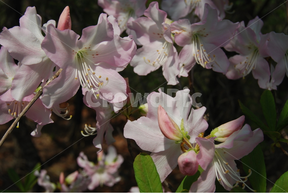 대운산,봄,자연휴양림,탐방로,공원,봄,계절,spring,season,식물,자연,plants,nature,꽃,flower,plant,blossom