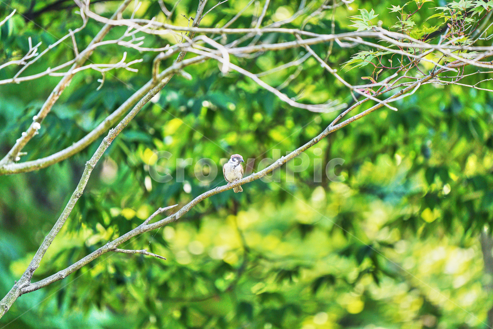 조류,새,야외,공원,까치,나뭇가지,나무,자연,풍경,nature,landscape,동물,animal,조류,새,birds