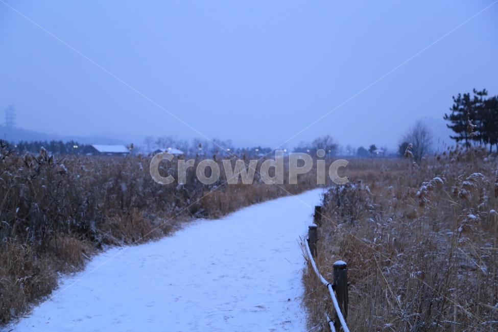 겨울,눈,눈길,갈대,하얀,배경,풍경,발자국,나무,풀,겨울,계절,winter,season,자연,풍경,nature,landscape