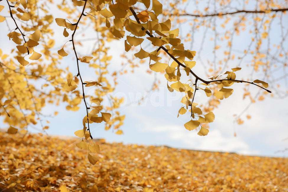 leaf,잎,plant,식물,tree,나무,은행나무,ginkgo,낙옆,나뭇잎,노랑노랑,가을,가을,계절,fall,autumn,season