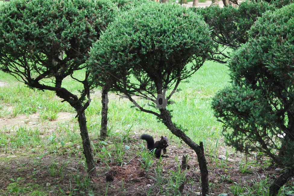 자연,tree,초목,청설모,나무,동물,남이섬