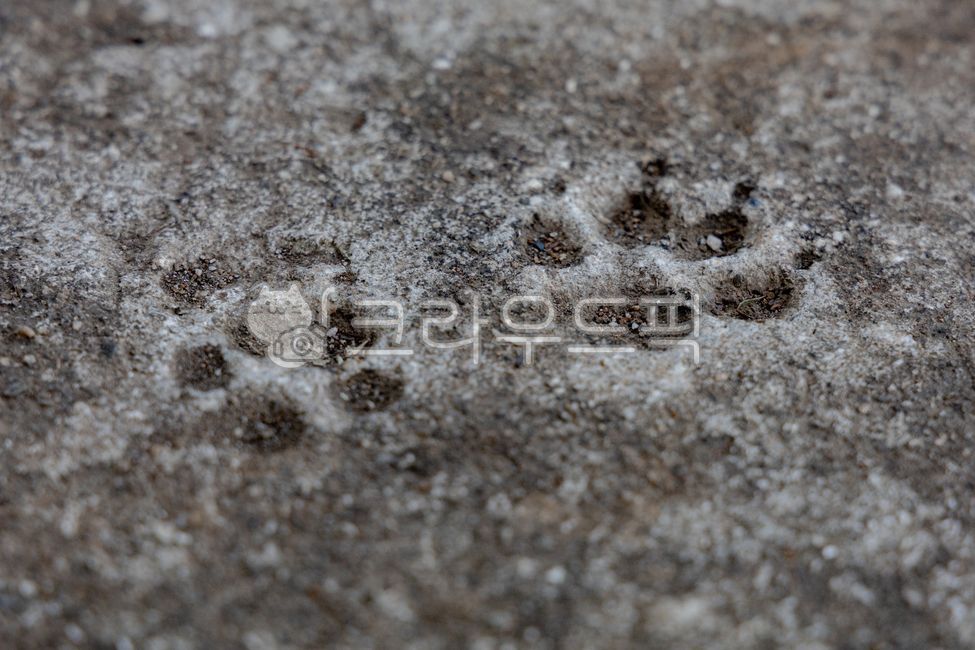 animal feet,cement,footprint,animal footprints,floor,sole marks,foot,toes