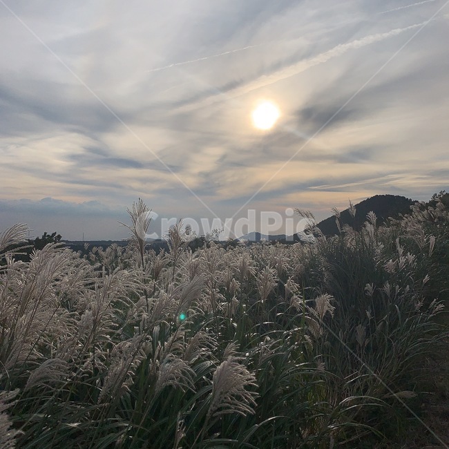 갈대,자연,제주,햇빛,구름,식물,자연,plants,nature