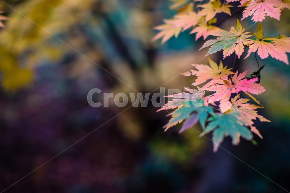 단풍,풍경,나뭇잎,단풍잎,가을,산행,산,가을산,계절,가을,계절,fall,autumn,season,식물,자연,plants,nature,감성,sensible,feeling,leaf,잎,plant,tree,나무