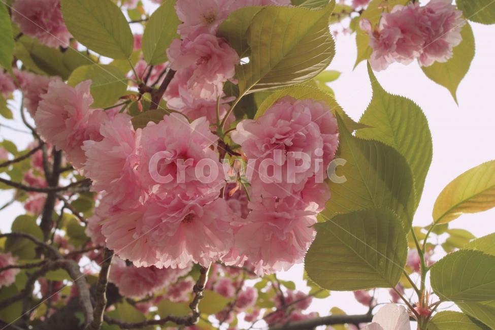 겹벚꽃,벚꽃,꽃,식물,자연,공원,봄,계절,spring,season,식물,자연,plants,nature,꽃,flower,plant,blossom