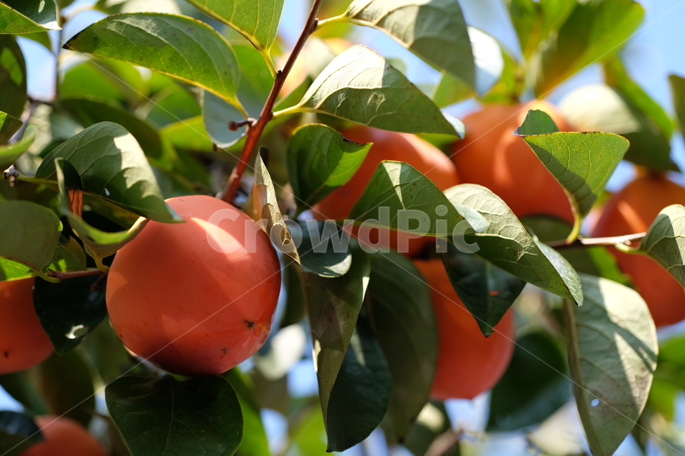 감,과일,나무,식물,자연,홍시,가을,fall,plant,fruit,persimmon,nature,tree,곶감,주황,녹색,초록,잎,식물,자연,plants,nature,과일,열매,fruit