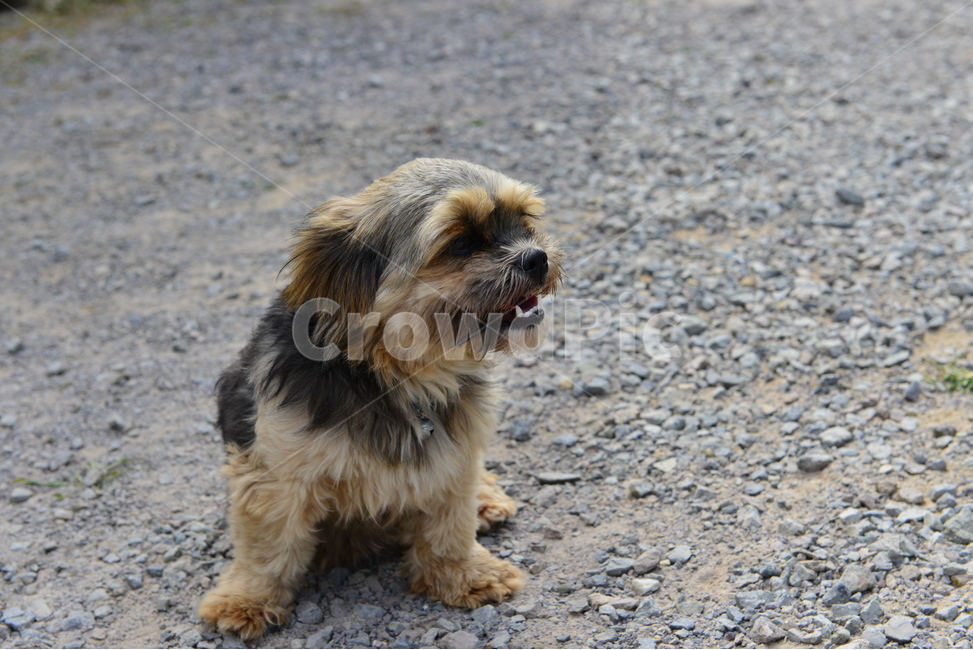 canine,송곳니,animal,동물,mammal,포유류,pet,애완동물,dog,개,반려견,동물,animal,포유류,mammal,개,강아지,dog,doggy