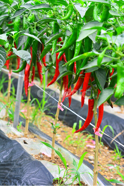 고추,양념,빨강색,매운맛,고추밭,작물,채소,풋고추,청양고추,재료,고추전,향신료,페퍼,핫페퍼,plant,new,출발,스타트,start,어린,natural,fresh,pattern,식물,chili,hotpepper,pepper,capsicum,캡사이신,알싸한,얼얼한,맛,아드레날린,비타민c,건강식품,김치양념,김치재료,김장재료,신선한,요리재료,식물,자연,plants,nature,채소,야채,vegetables,산업,industry,industrial,농업,농사,agriculture,farming,farming industry