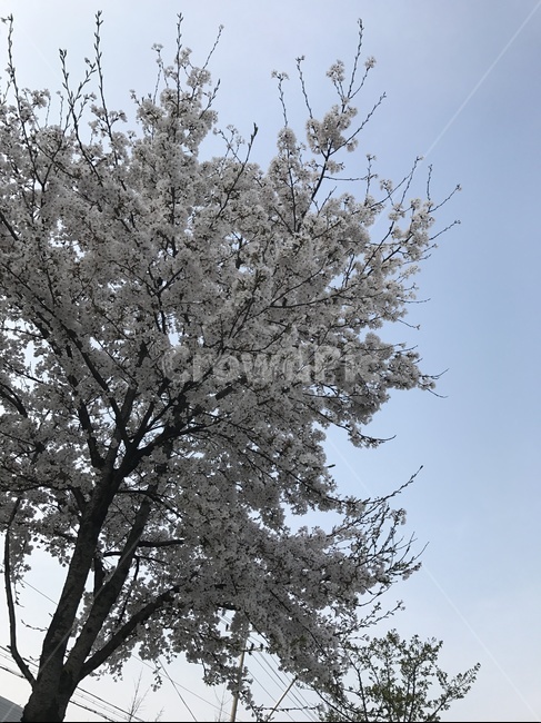봄,벚꽃,벛꽃나무,4월,꽃,봄,계절,spring,season,plant,식물,tree,나무
