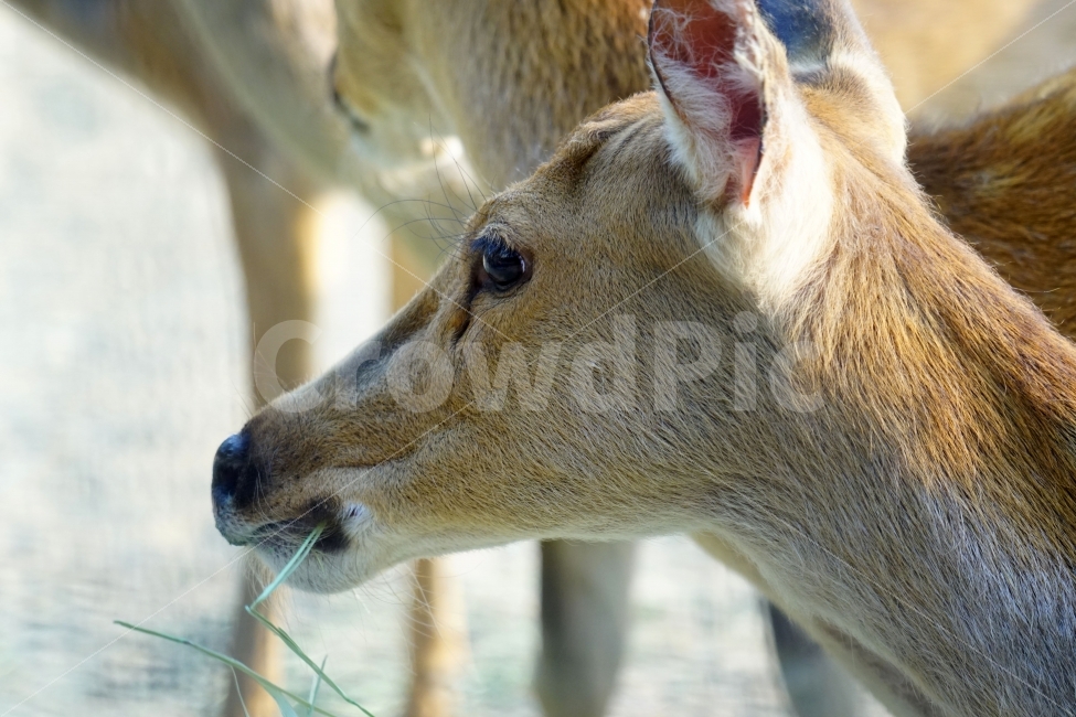 사슴,동물,포유류,짐승,animal,deer,초식동물,자연,nature,생명,귀여운,귀엽다,귀엽게,표정,움직임,동물원,동물,animal,포유류,mammal