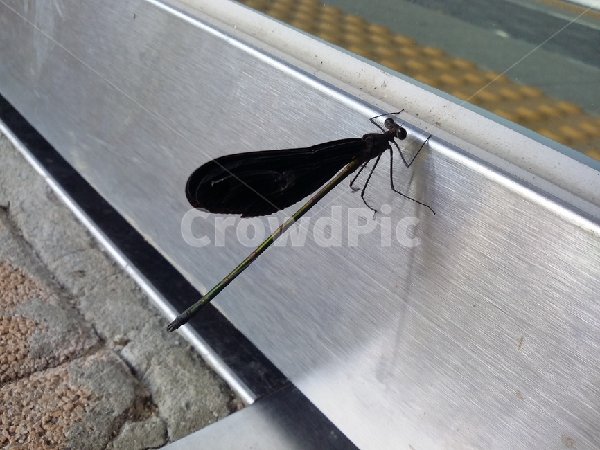 잠자리,문,현관,동물,곤충,곤충,벌레,insect,bug