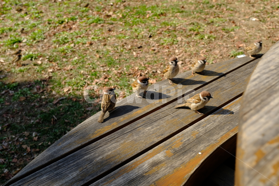 참새,동물,조류,자연,새,참새무리,작은새,동물,animal,조류,새,birds