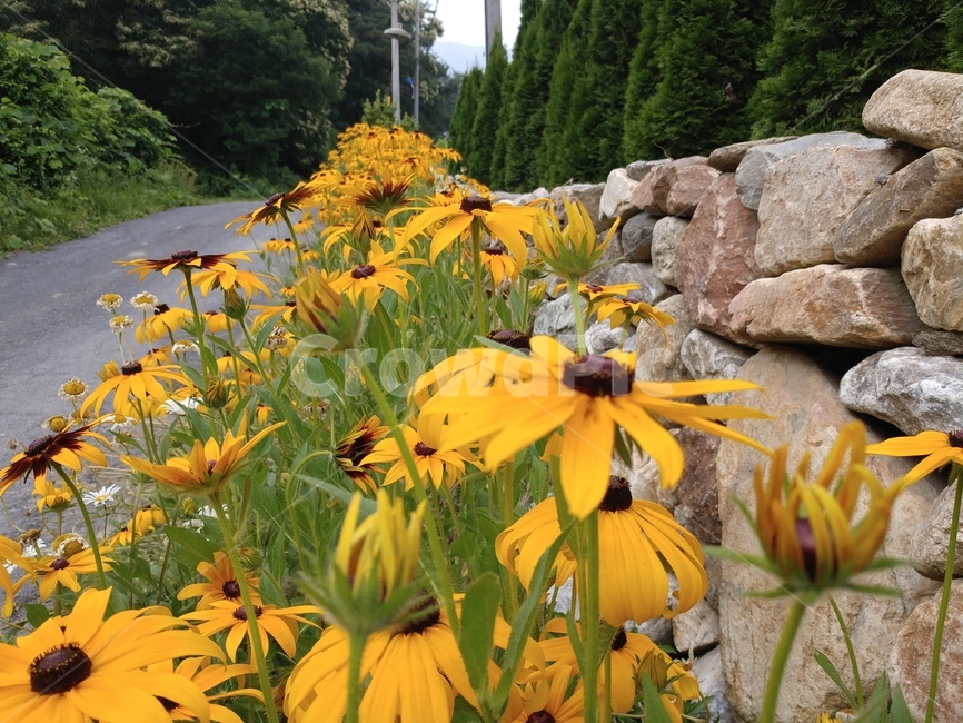 루드베키아,쌍떡잎식물,초롱꽃목,국화과,식물,coneflower,숙근성초화