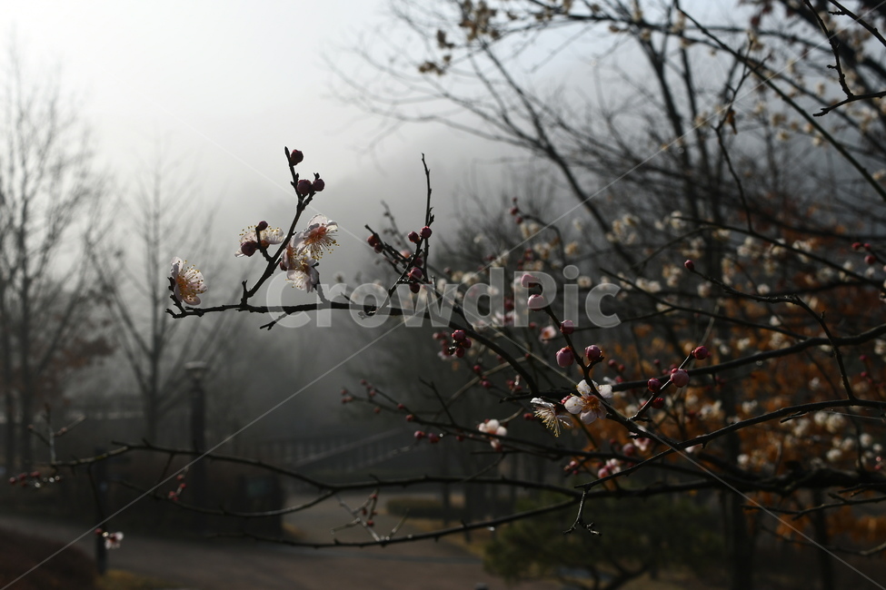 꽃,안개,날씨,매화,몽환,신비,nature,weather,outdoors,감성,감성사진