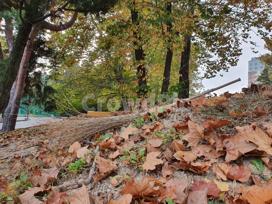 낙엽,빗자루,쓸쓸함,단풍,가을,plant,식물,leaf,잎,tree,나무,ground,바닥,가을,계절,fall,autumn,season,식물,자연,plants,nature