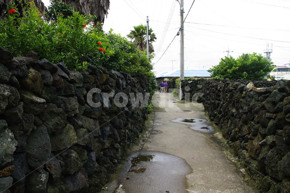 풍경,돌,돌담,식물,plant,제주,마을,지붕,나무,제주도,jeju,jeju island,wall,벽,garden,정원,outdoors,옥외,arbour,정자,person,사람,human,인간