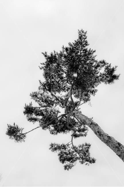 소나무,금강송,적송,황장목,나무,식물,자연,plants,nature,나무,trees,wood,흑백,모노톤,monochrome,black and white