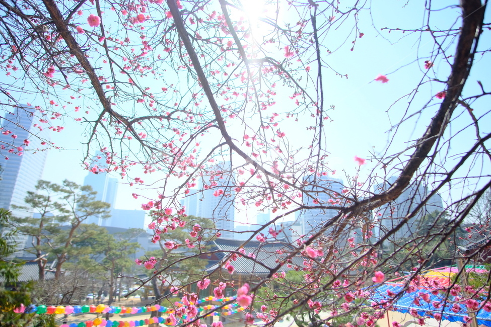 plant,식물,blossom,flower,꽃,봉은사,홍매화