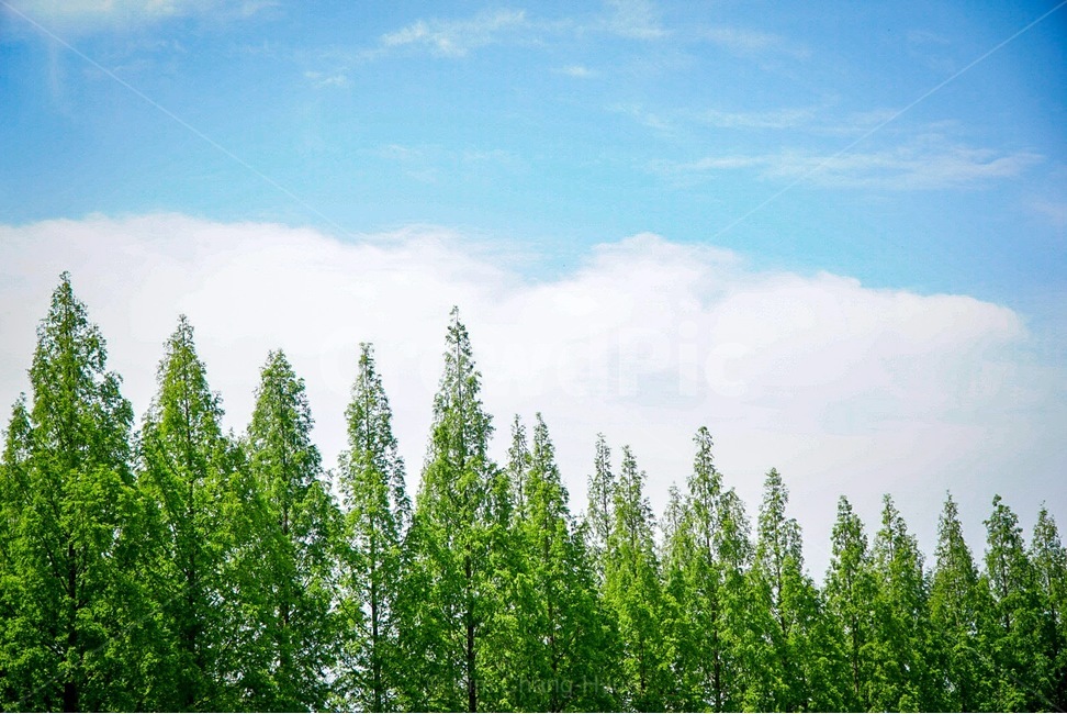 자연,하늘,초록,나무,숲,자연,풍경,nature,landscape,식물,plants,나무,trees,wood,tree,plant,fir,전나무
